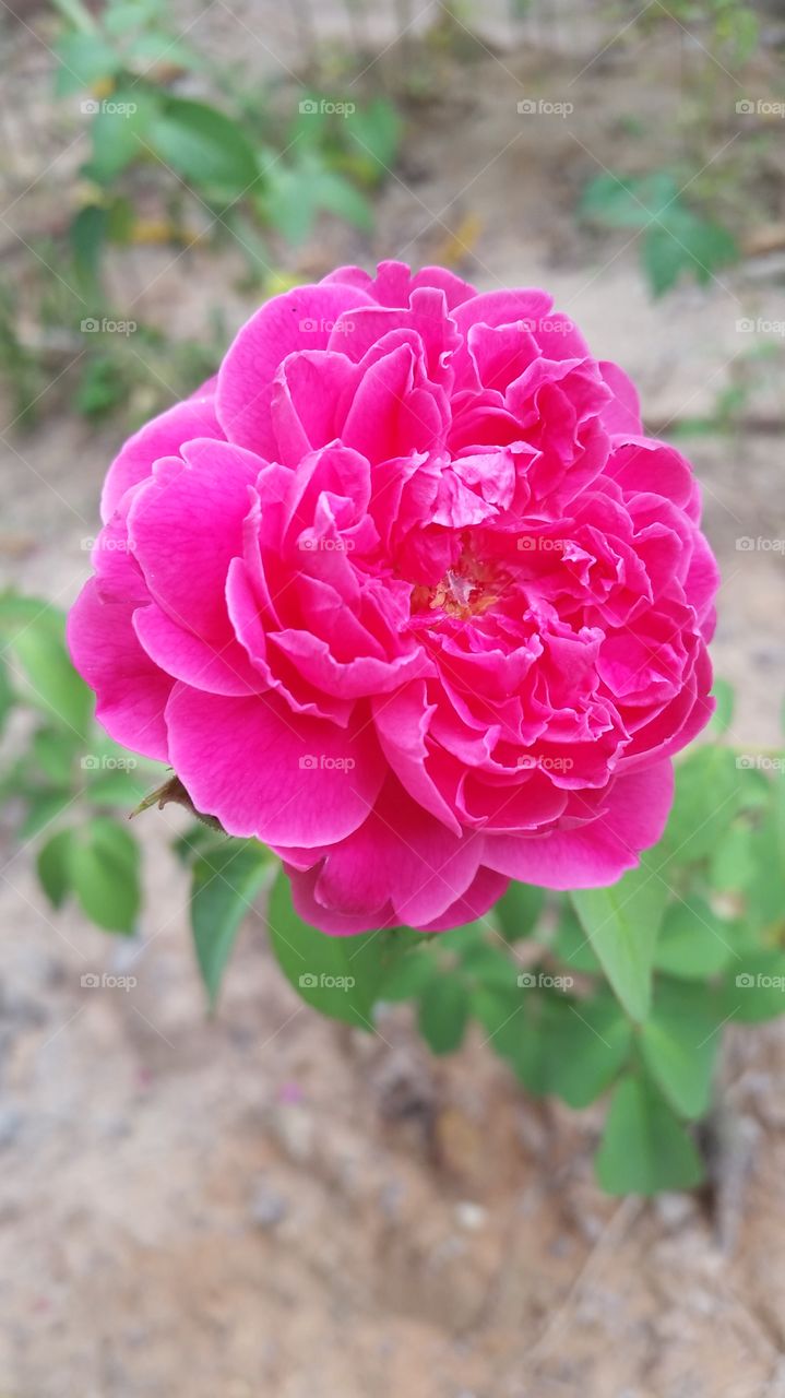 Do you like nature? Rose