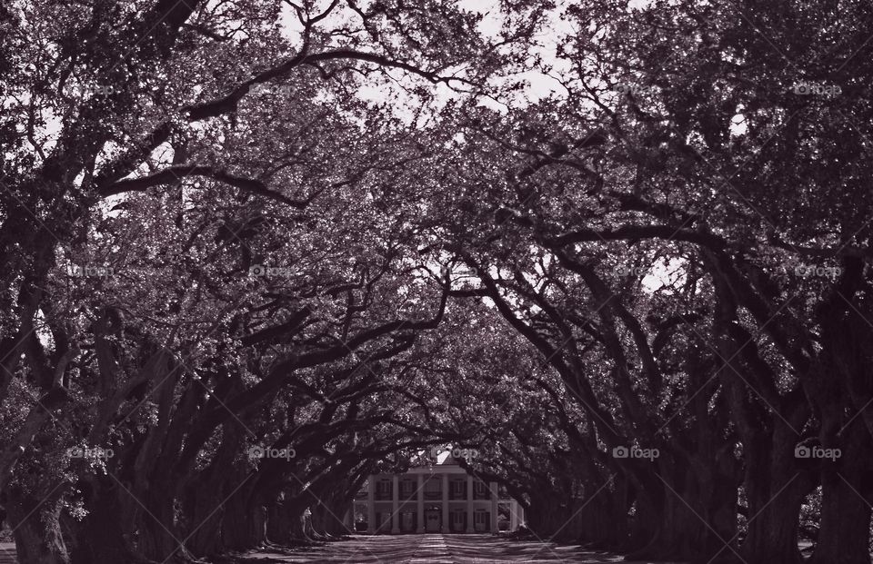 A walk amongst the trees