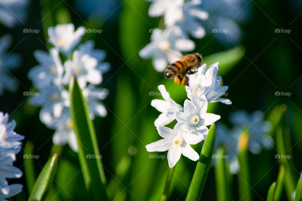 Bee hovering over early spring flowers pollinating beauty in nature closeup detail 