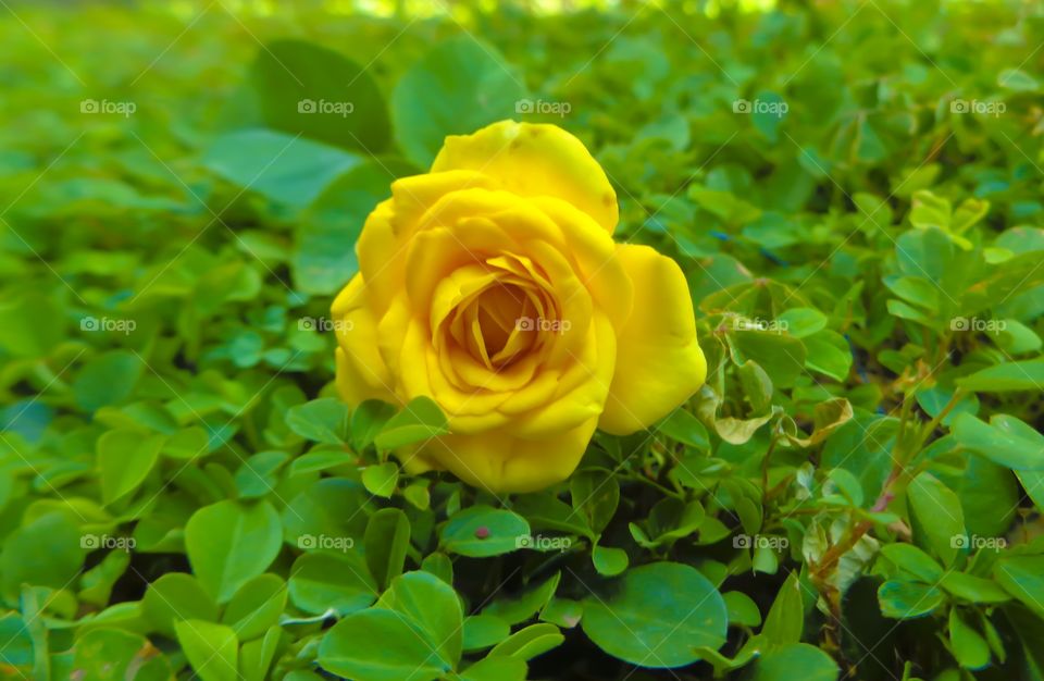 yellow rose