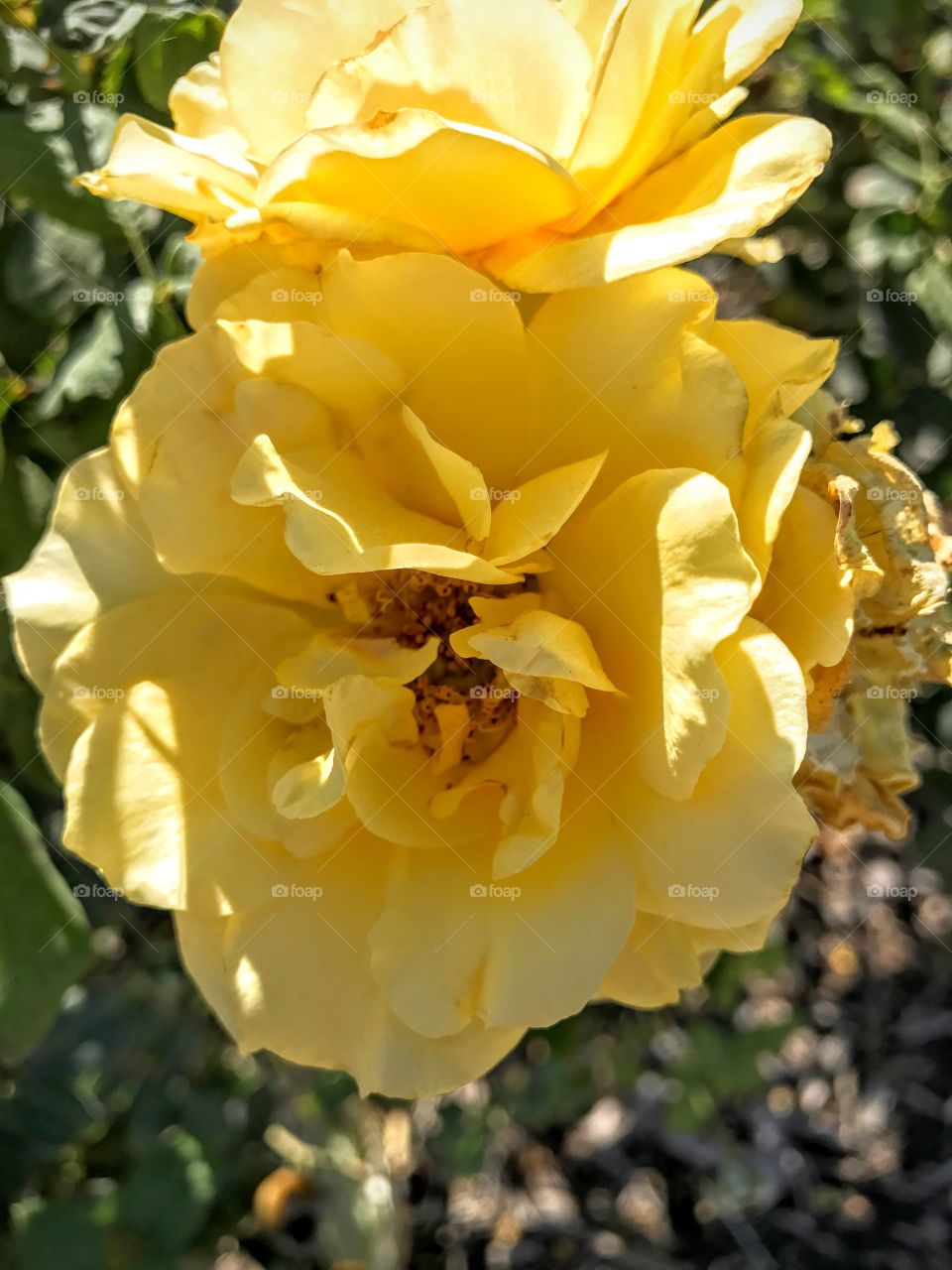 Happy yellow rose