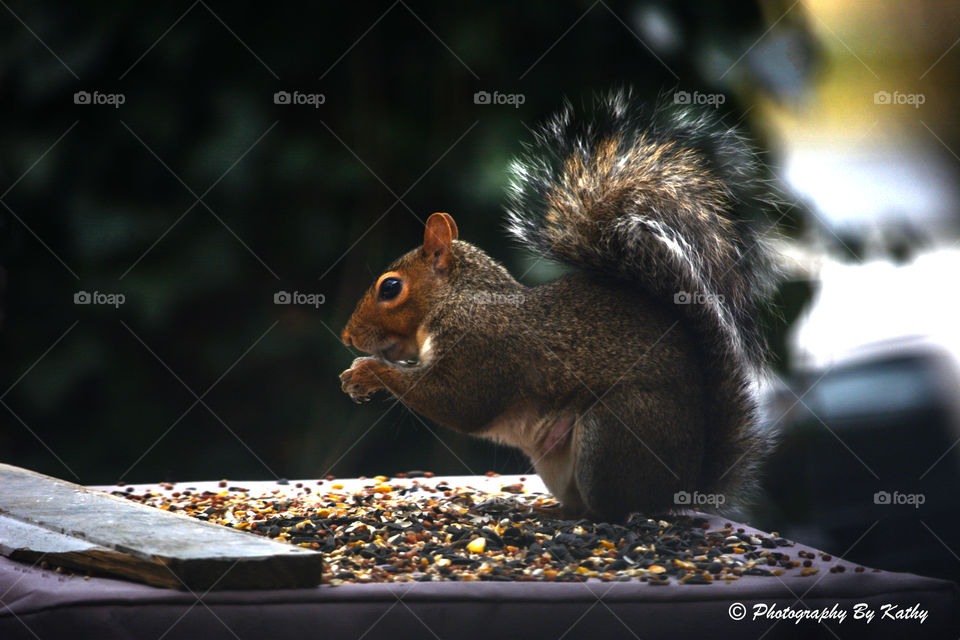 Squirrel Feeding Winter 2016