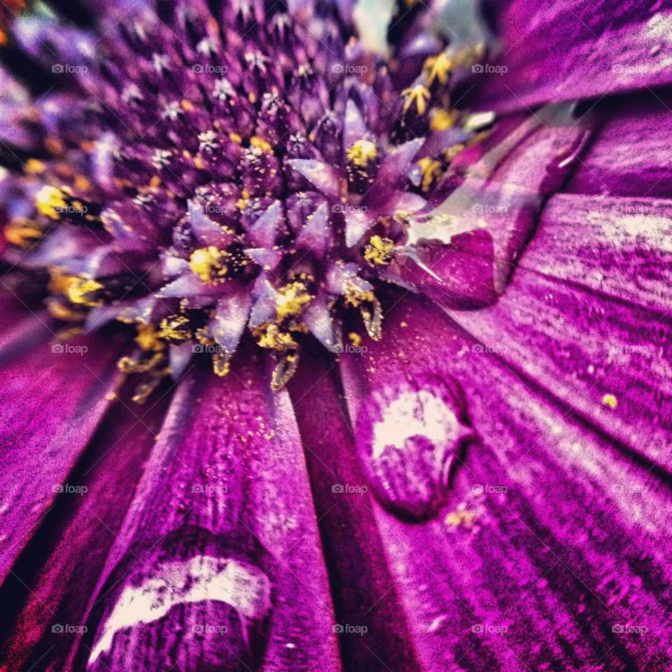 flowers flower macro photography by thunder67au