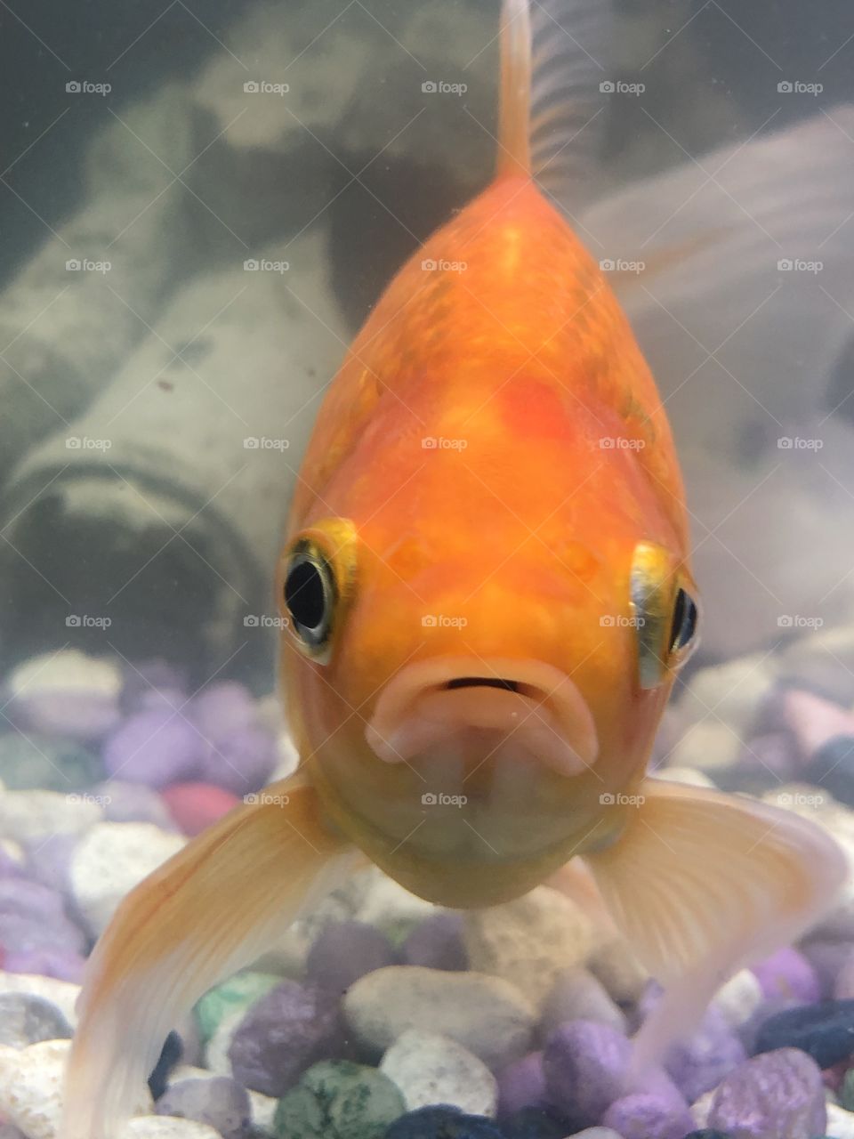 Cute goldfish