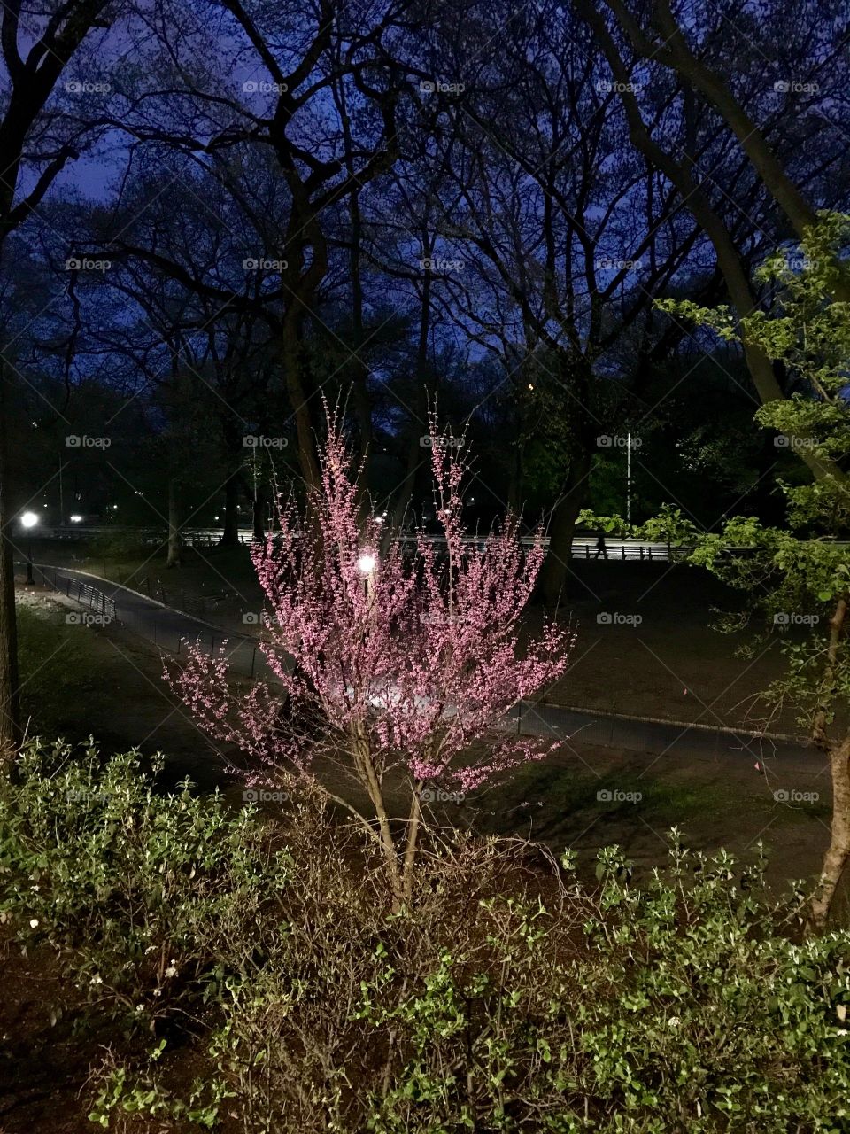Blooming tree