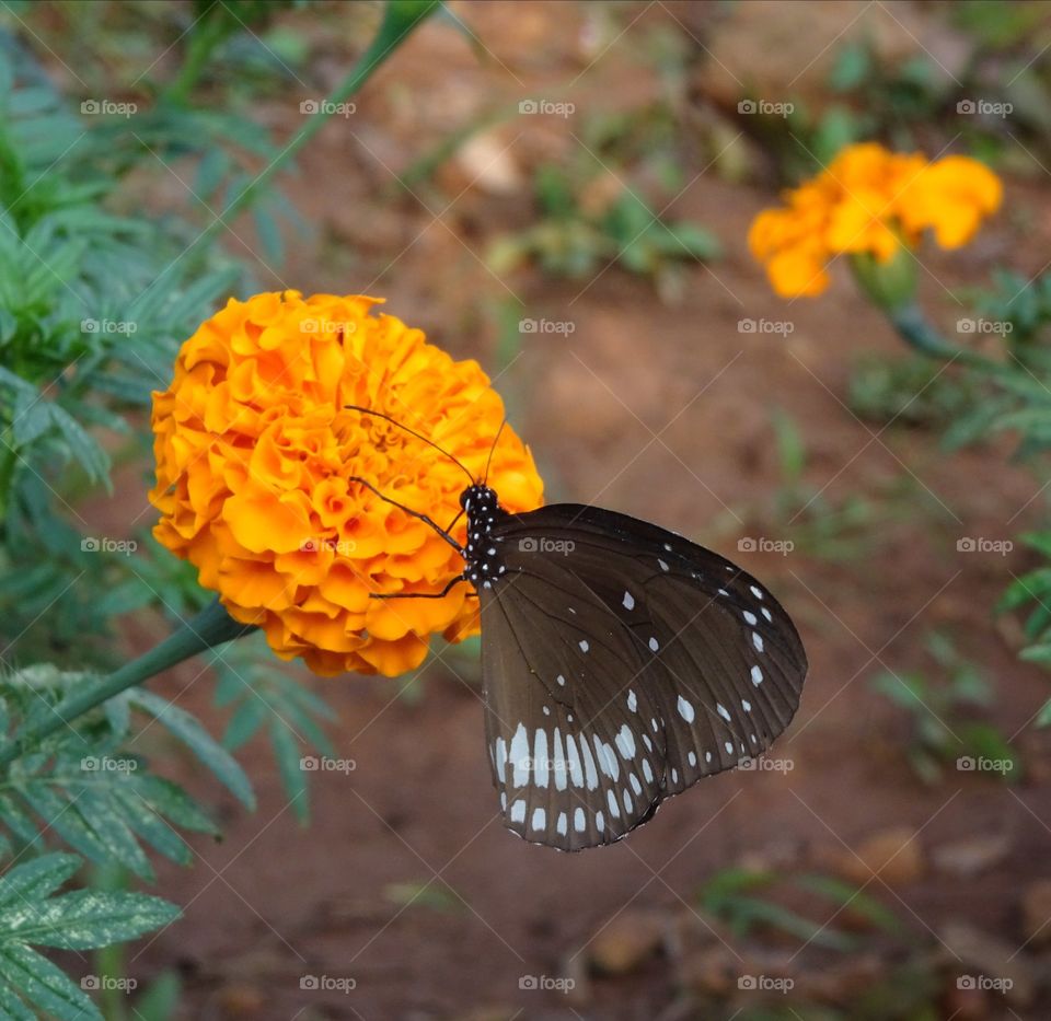 white printed brown butterfly on orange marigold flower