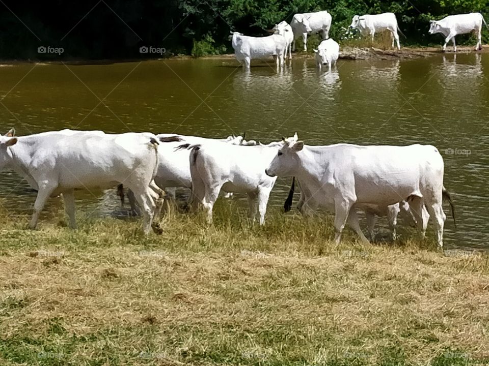 white cows