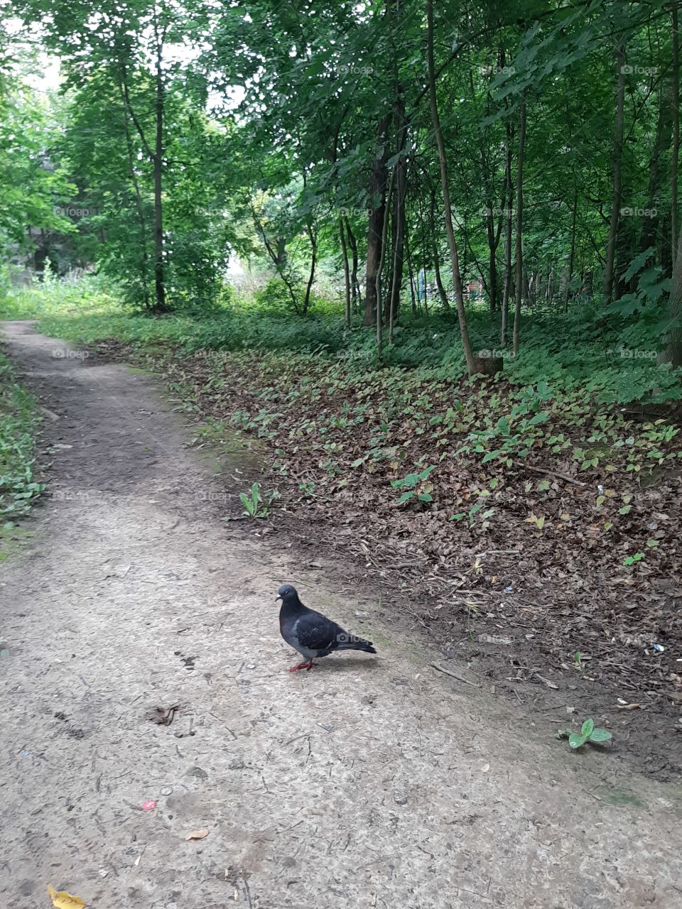 Голуби   не   бояться   людей!