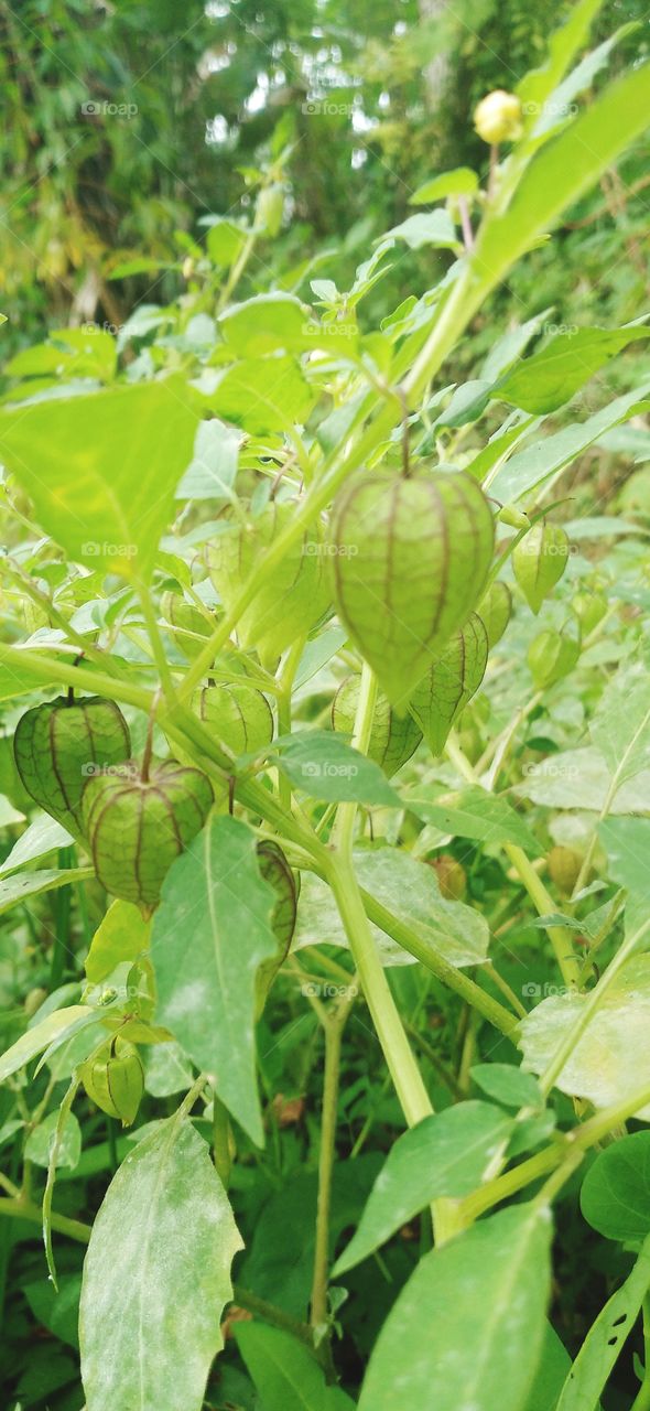 Physalis is the name of a small fruit, which when ripe is covered by enlarged flower petals.
