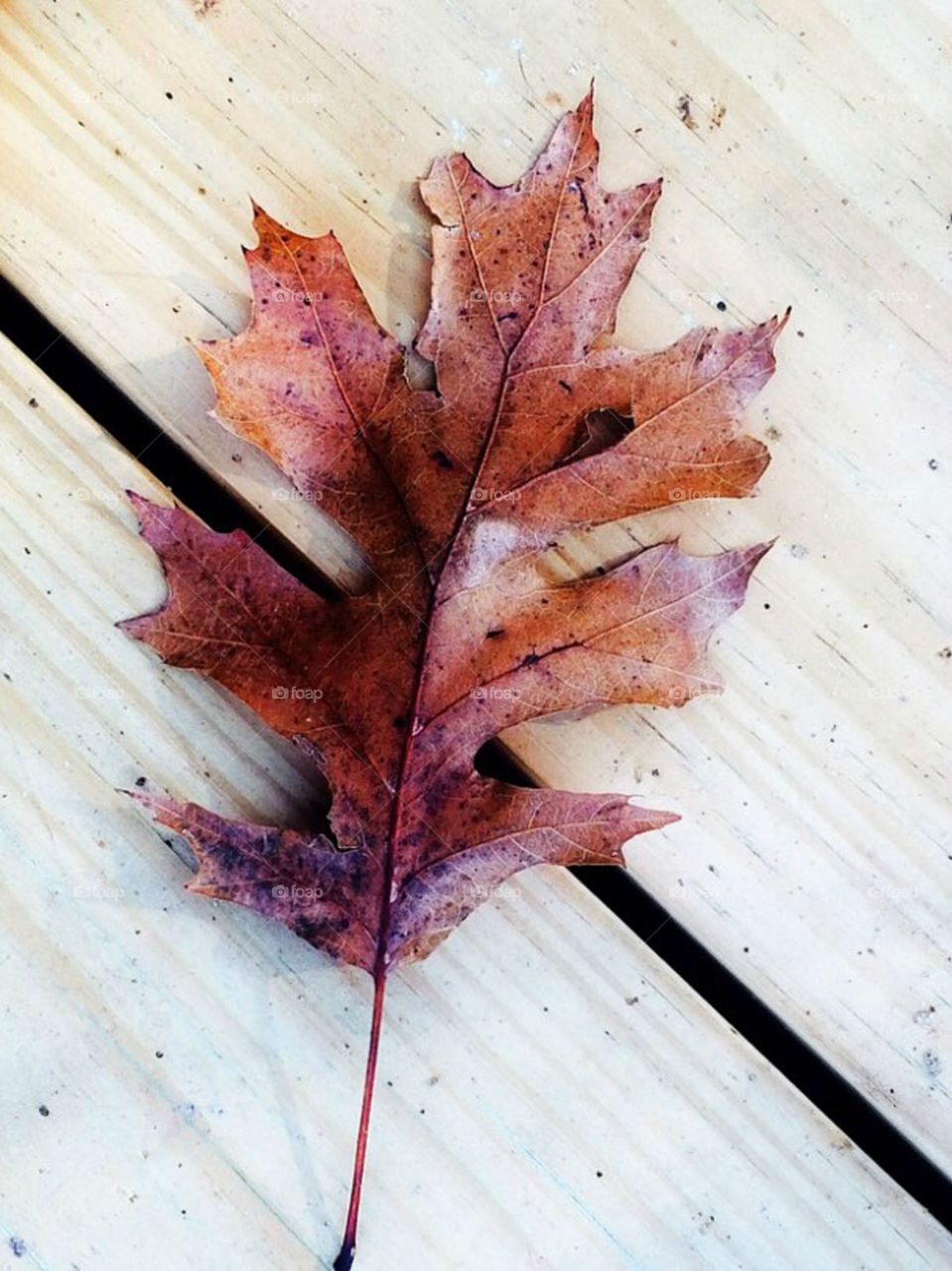 First fall leaf