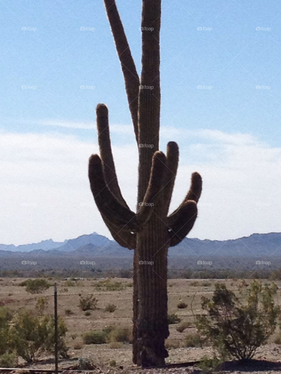 sky mountain cactus desert by maryannesh