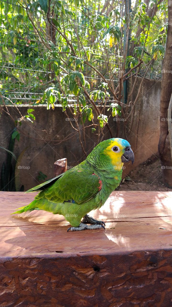 Brazilian bird 🐦