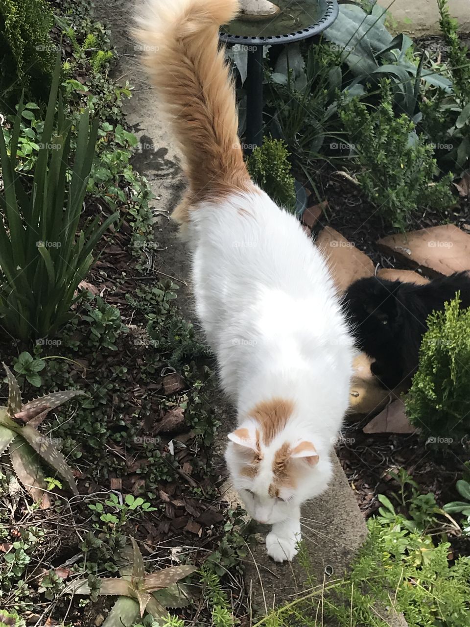 White and orange cat strolling through garden 
