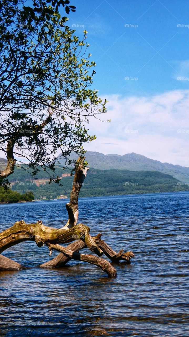 Large tree in the loch
