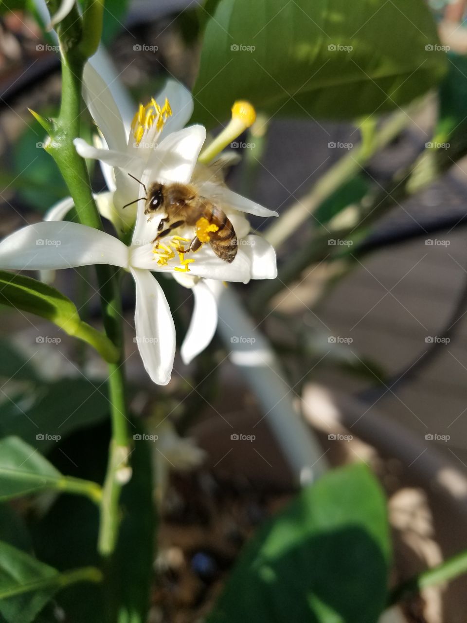 No Person, Nature, Leaf, Flower, Bee