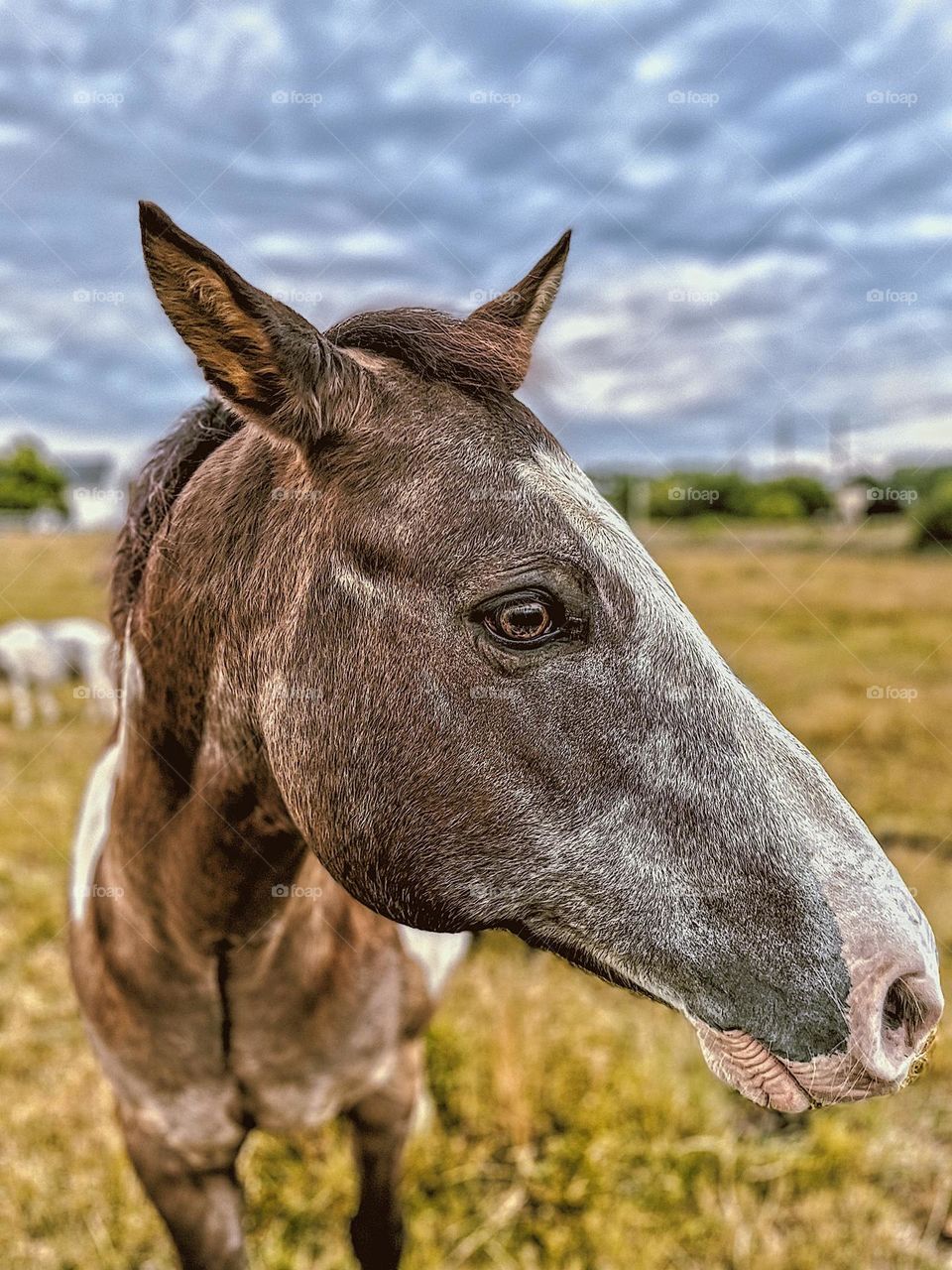 Horse in the field, horses in Pennsylvania, on a horse farm in the country, beautiful gentle giants, animals on a farm, closeup of a horse
