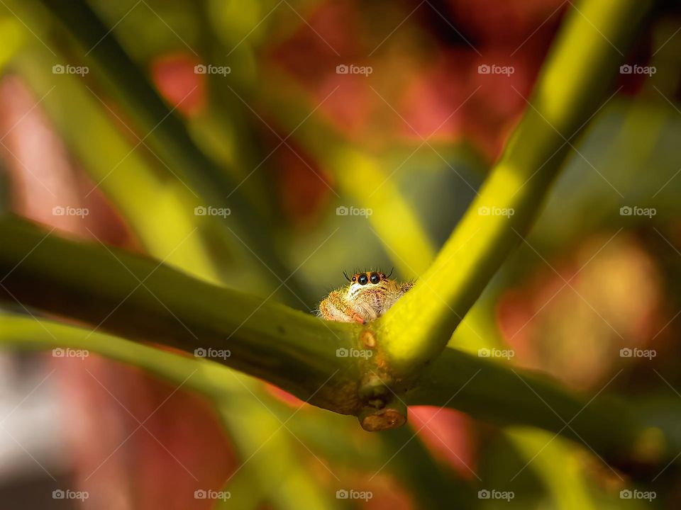 A hyllus spider on a branch