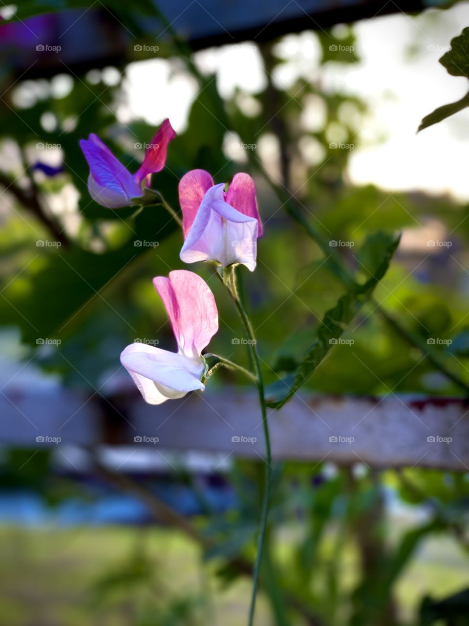 Add some pink and purple to your life.