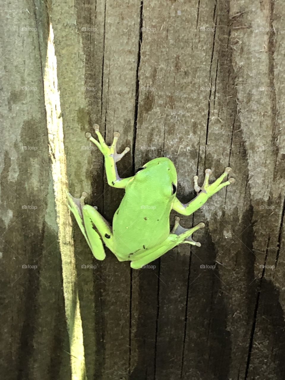 Bright lime green frog on an old weathered fence board.