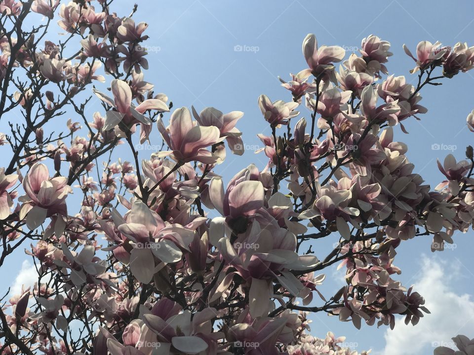 Cherry blossom against sky