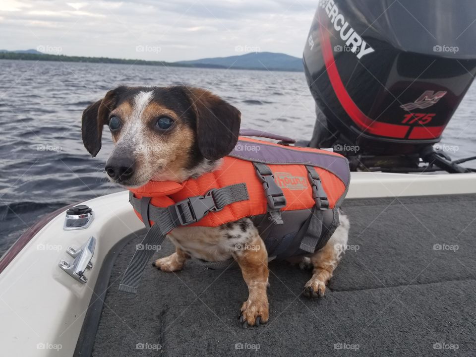 Blind dogs need life jackets