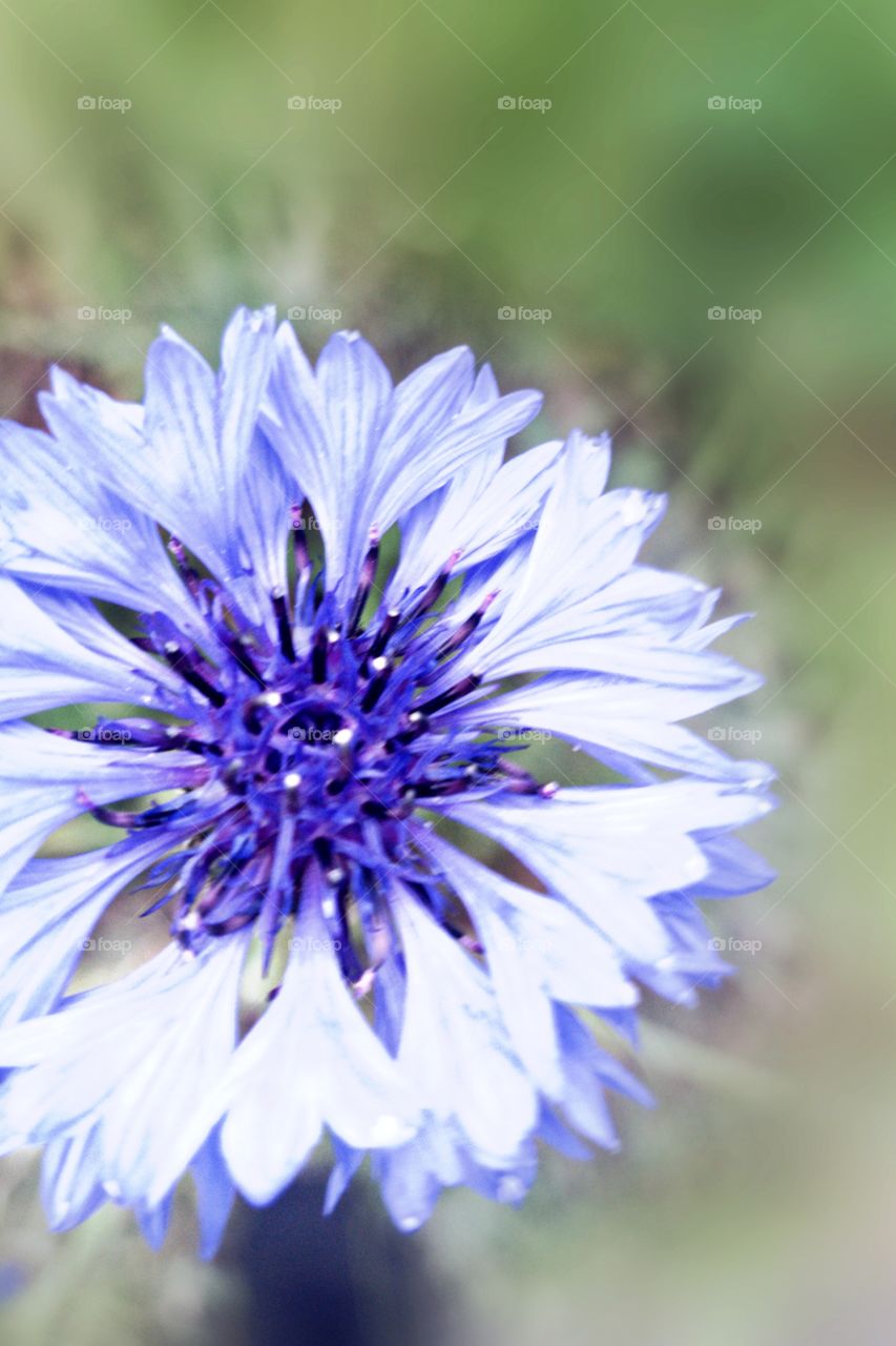 flower blue eyes