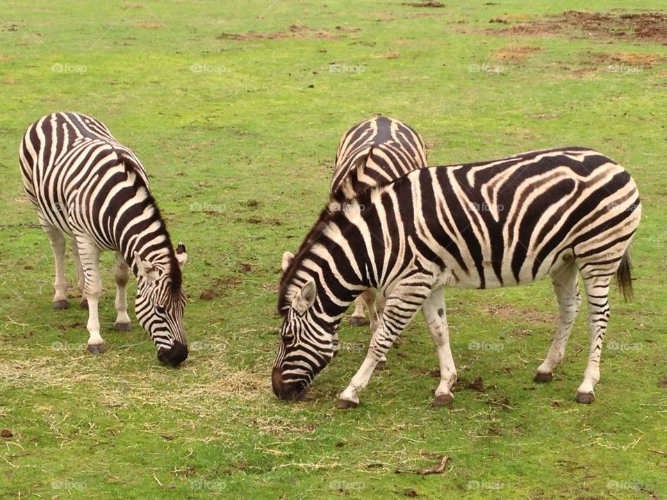 Zebra, wildlife, zoo