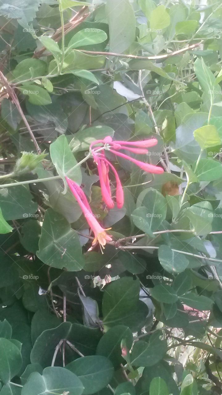 Honeysuckle