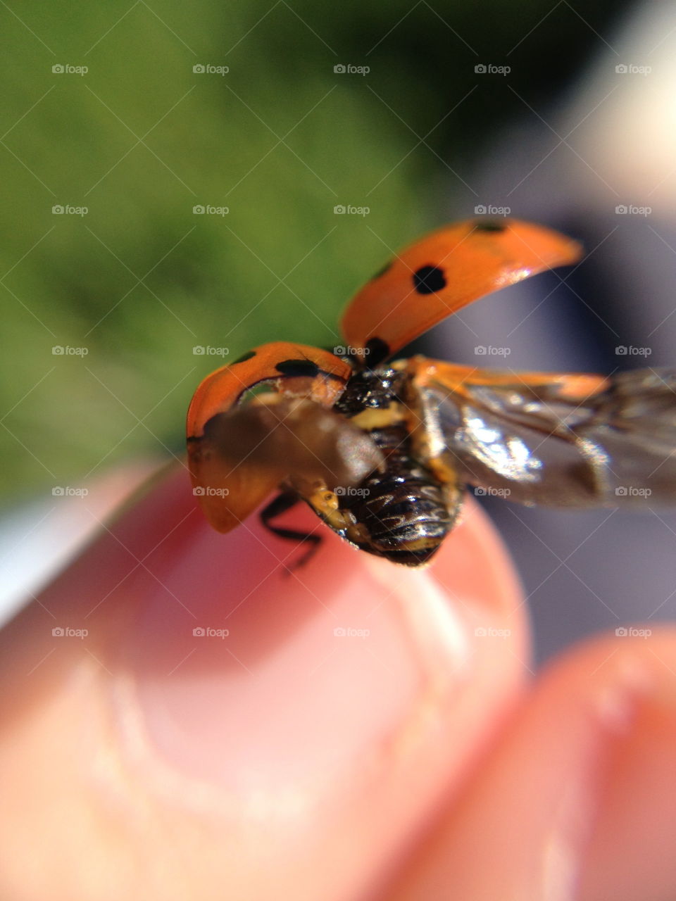 Ladybug take-off.