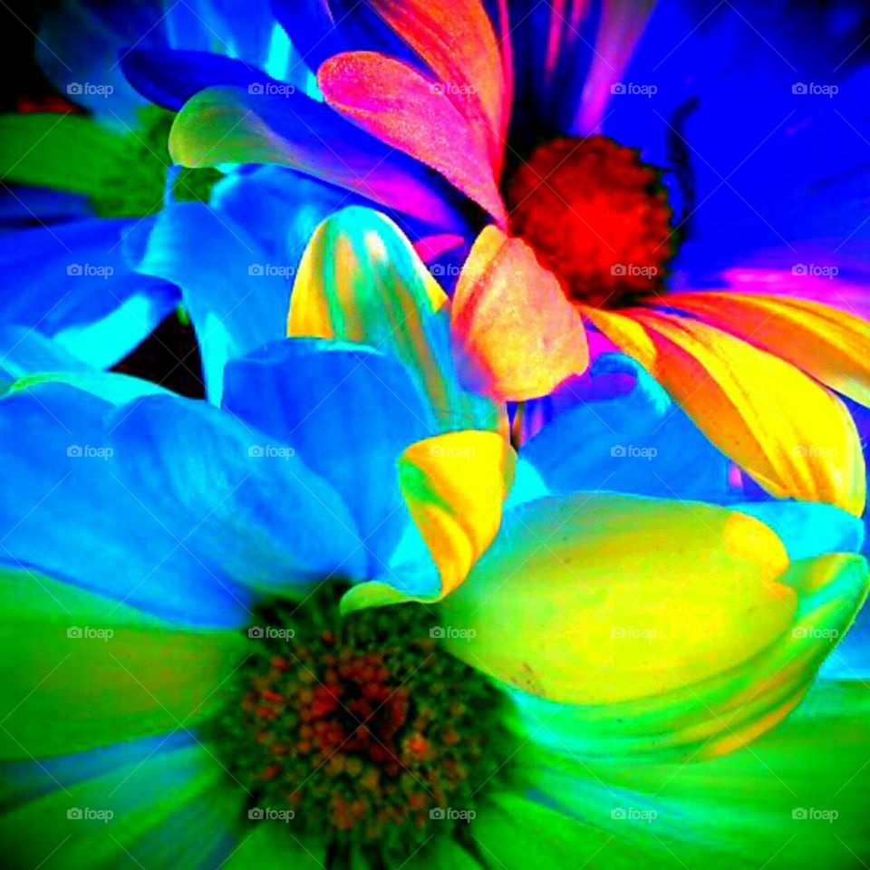 Flower, Abstract, Bright, Color, Art