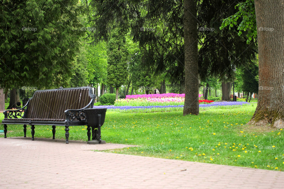 Park, city park, nature, trees, grass, flowers