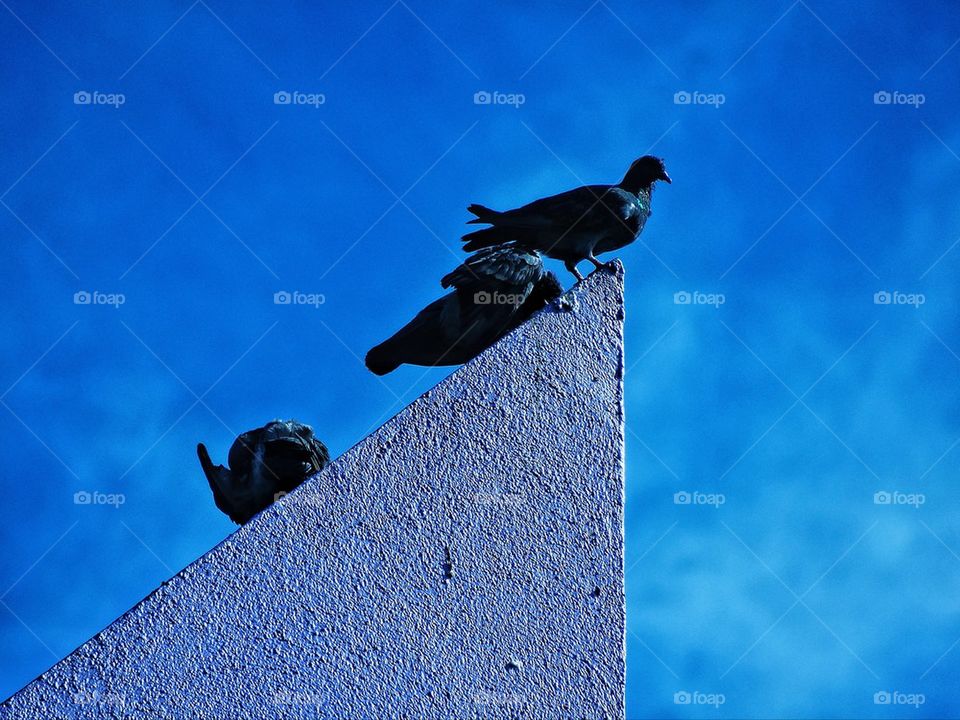 Pigeons perched on a roof