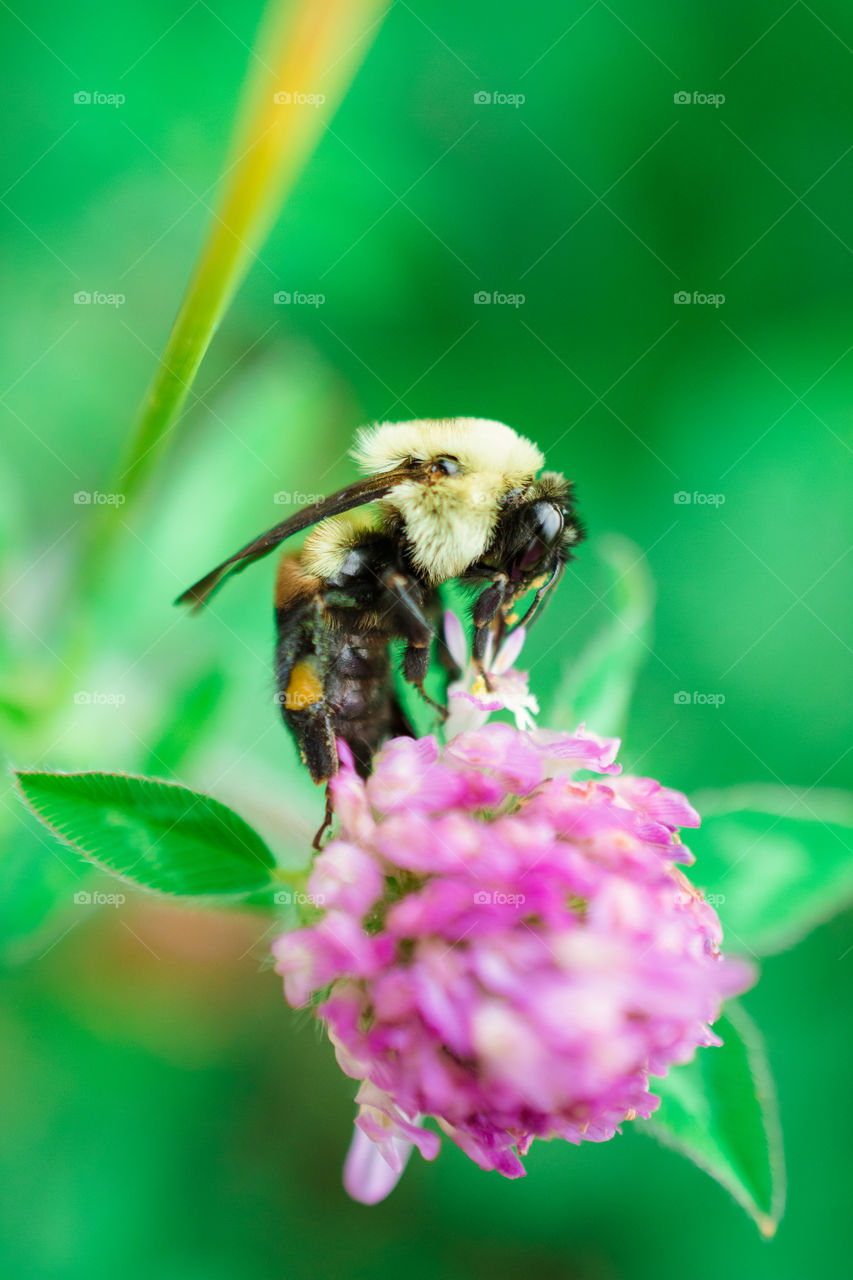 Bumble Bee Gathering Pollen From a Clover Bloom Macro