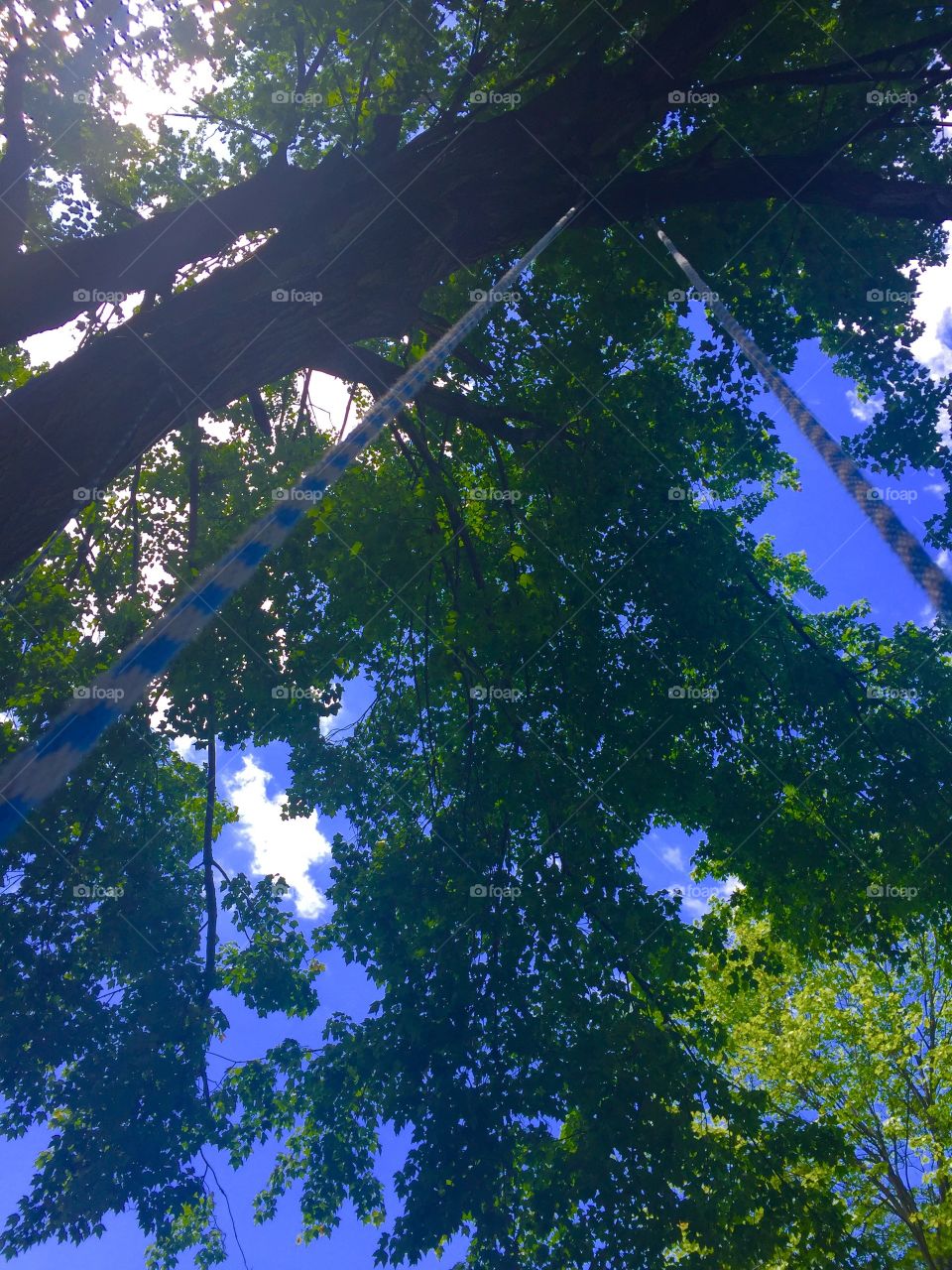 Tree swing sky view