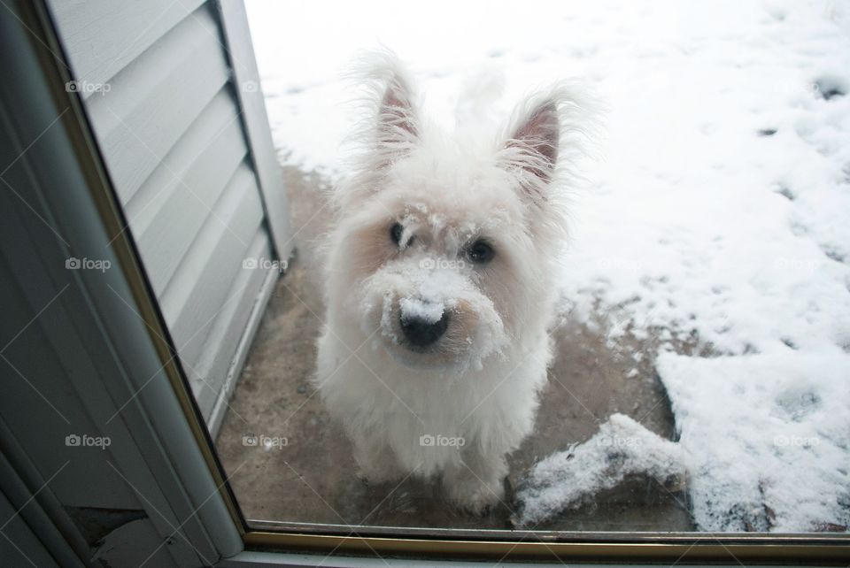 West Highland Terrier Waiting at the Door in the Snow