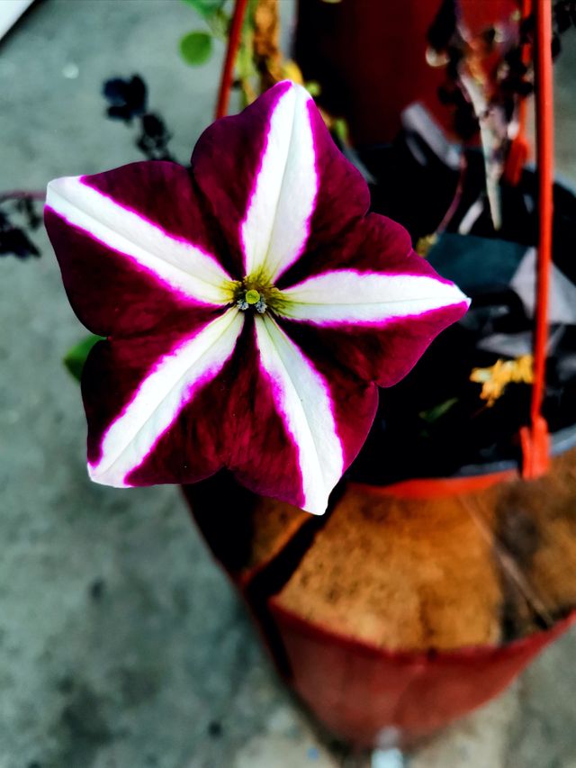 Autumn flower