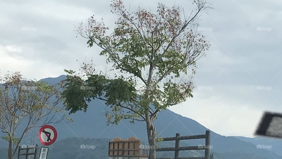 Mountain v Tree 