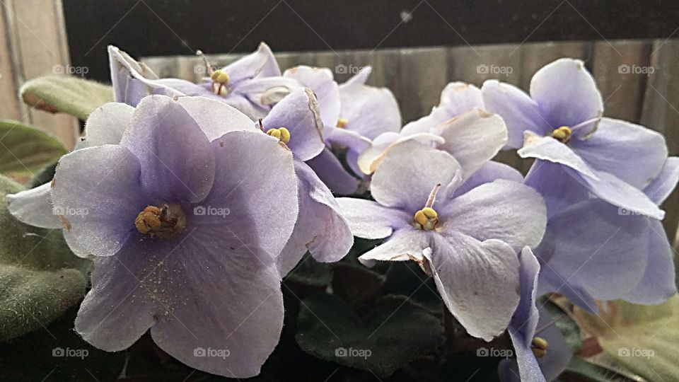 Violet Flowers