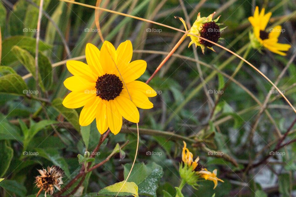 Yellow flower