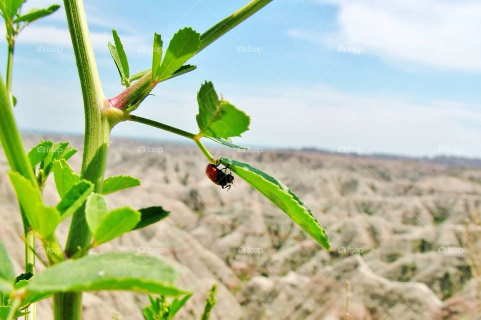 Bug's eye view. Lady bug in front of the badlands in South Dakota