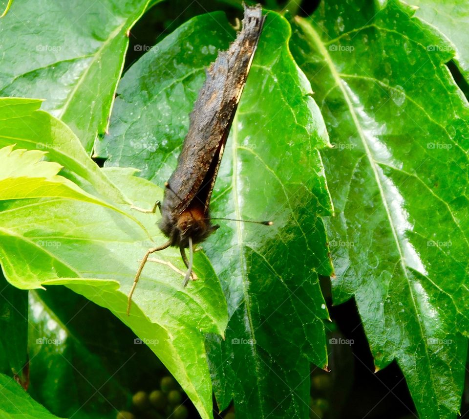 Butterfly striking a pose