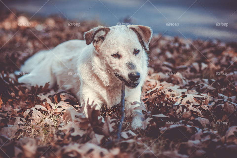 Portrait of a dog on autumn leaves