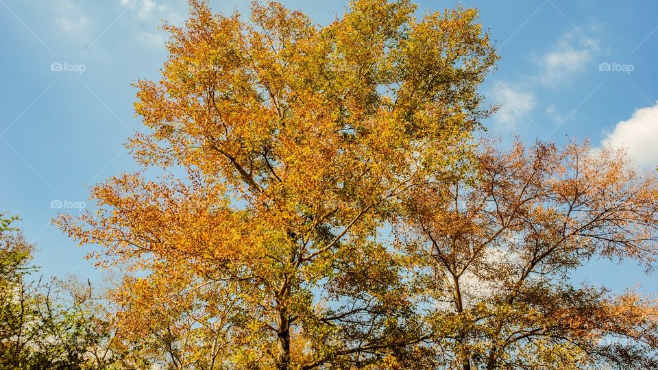 colourful forest nature 