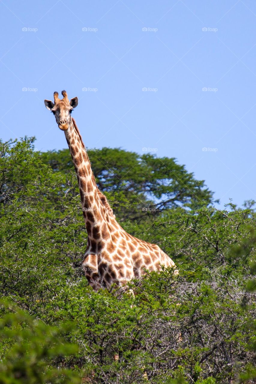 Giraffe between the bushes