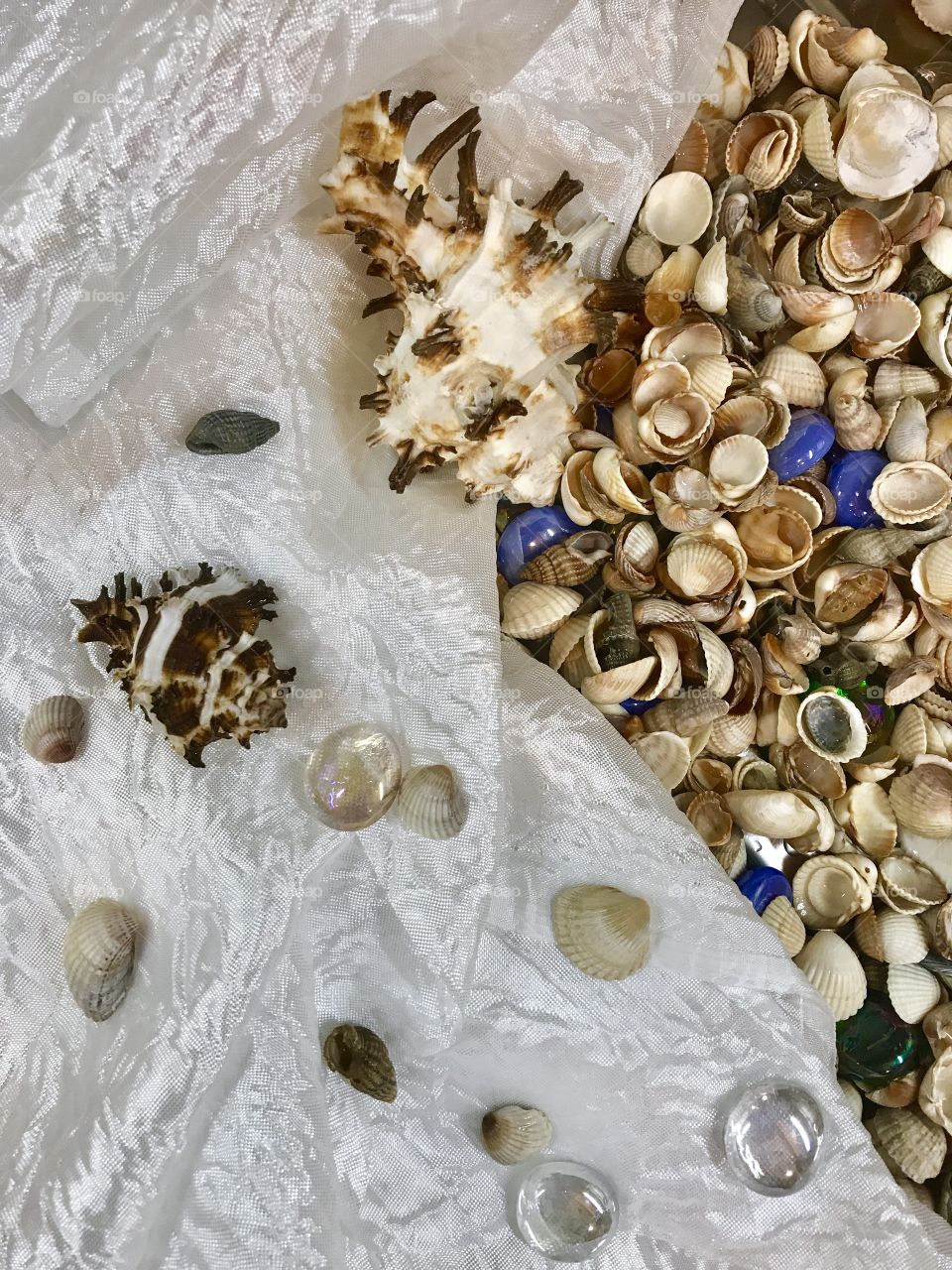 Sea shells 