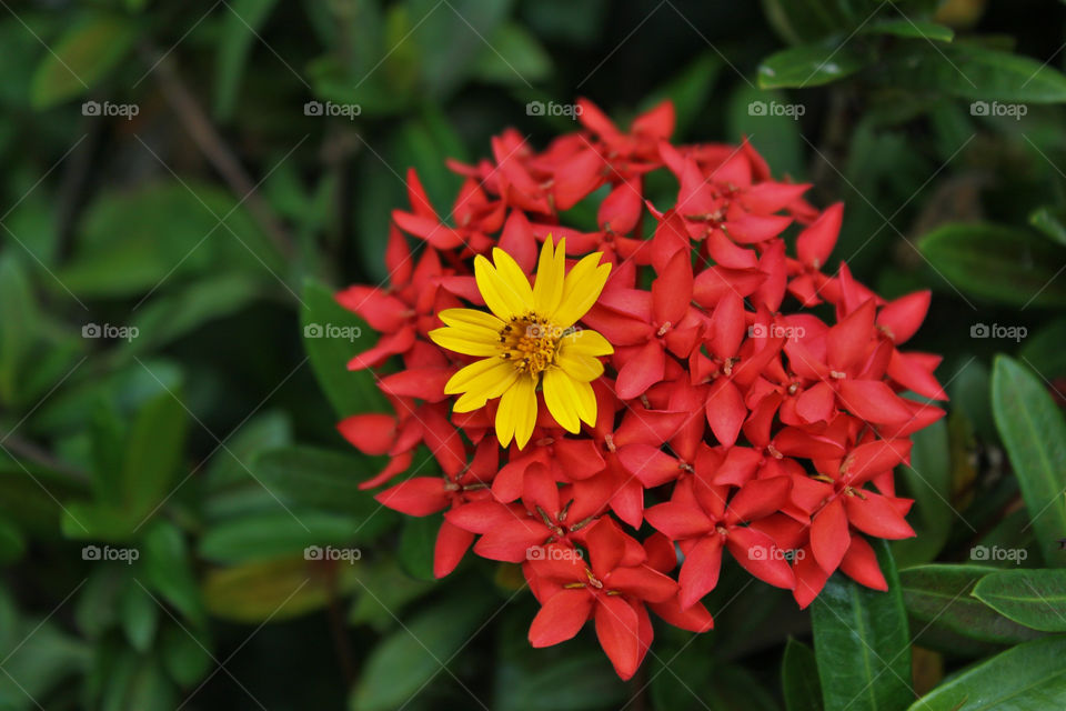 The Stranger in the Ixoras