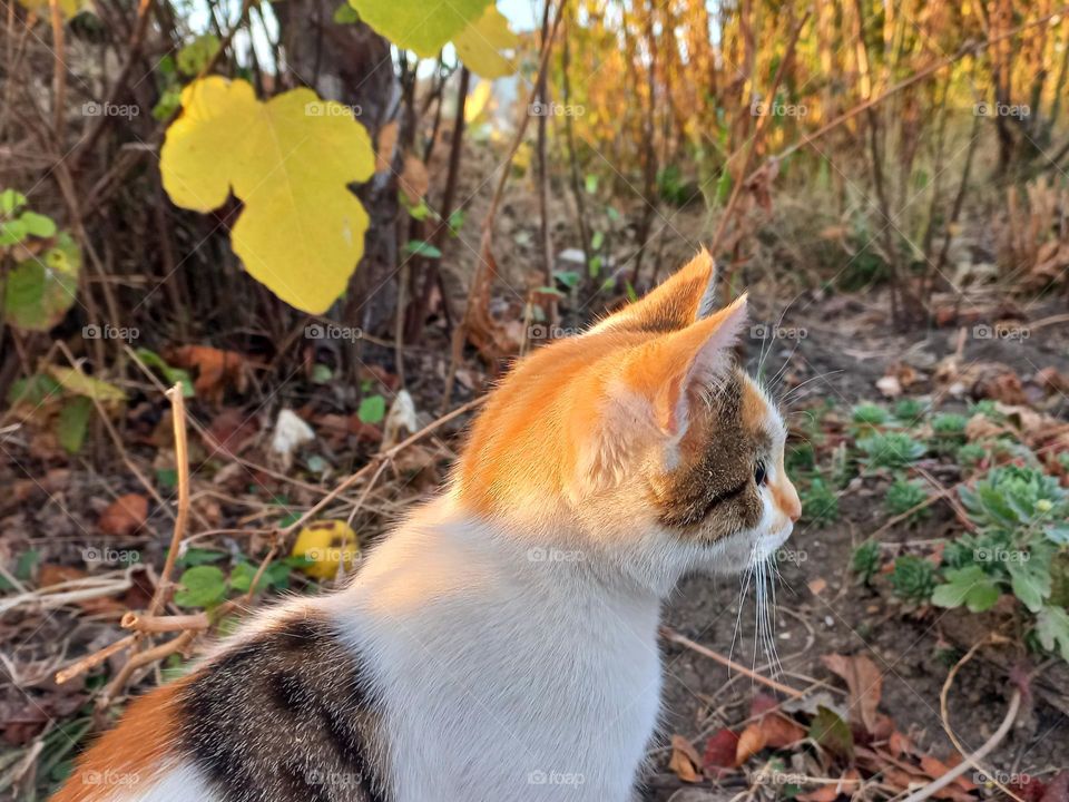 cat in the autumn garden.