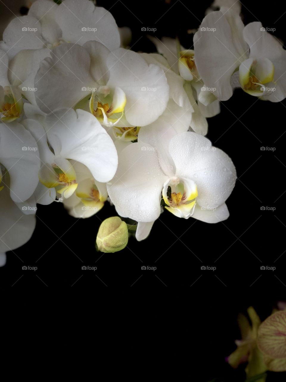 White Orchids Lifestyle Photography! From my Garden to You😘