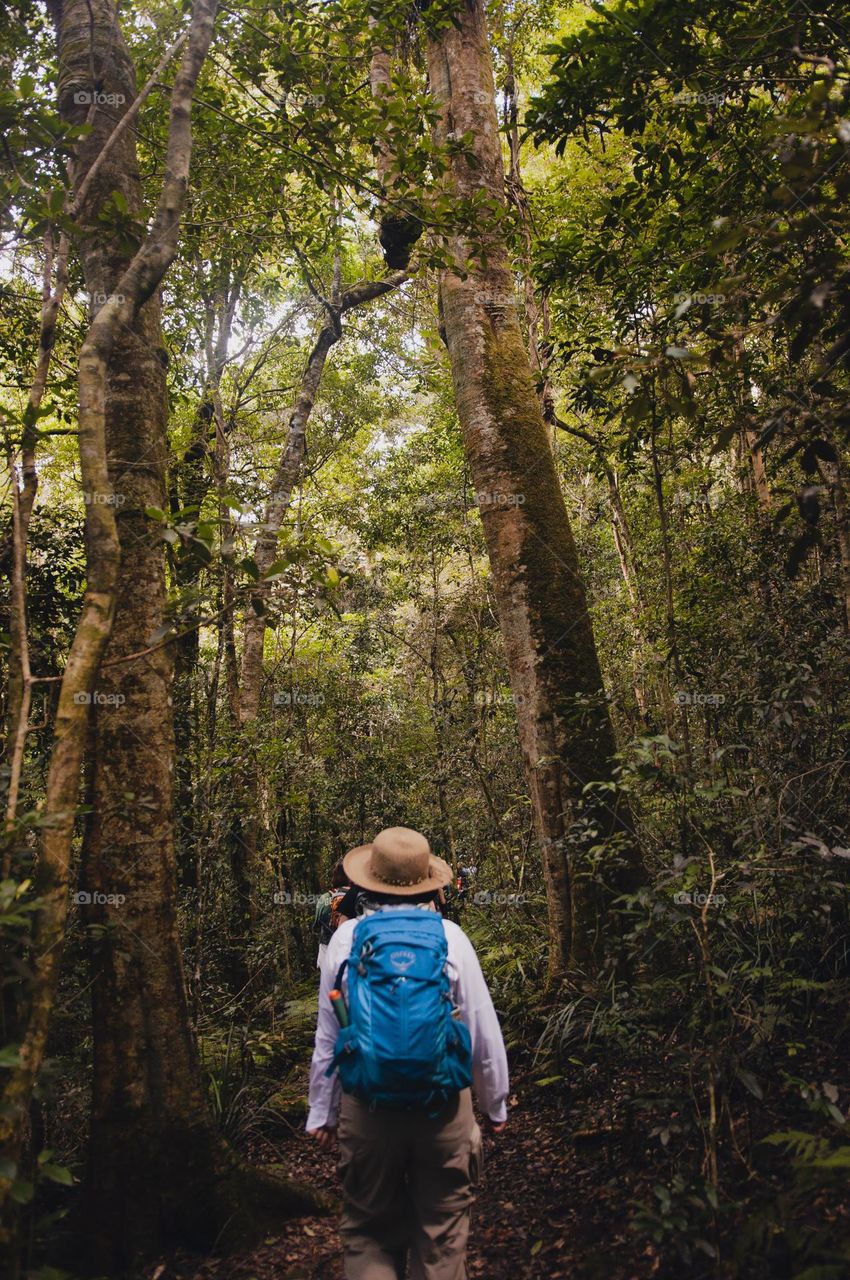 A trek through a Forest in Queensland, Australia