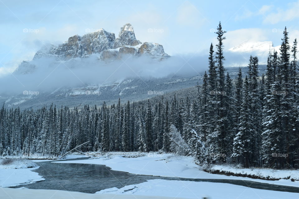 Frozen tree during winter